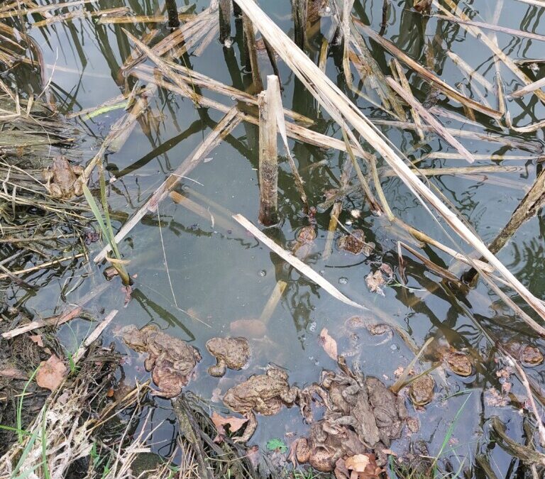 Jarní tah žab 2026